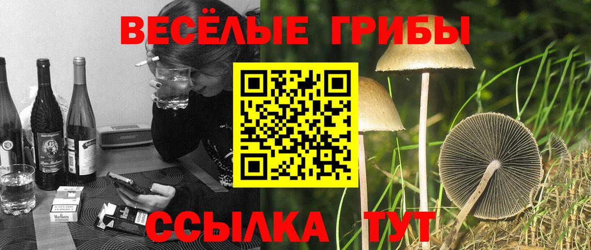 Кохма  Псилоцибиновые грибы GOLDEN TEACHER  Вход с VPN 